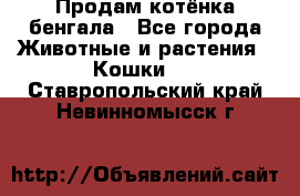 Продам котёнка бенгала - Все города Животные и растения » Кошки   . Ставропольский край,Невинномысск г.